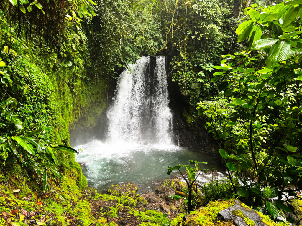 Waterfall surrounded by green plants and trees in Costa Rica.