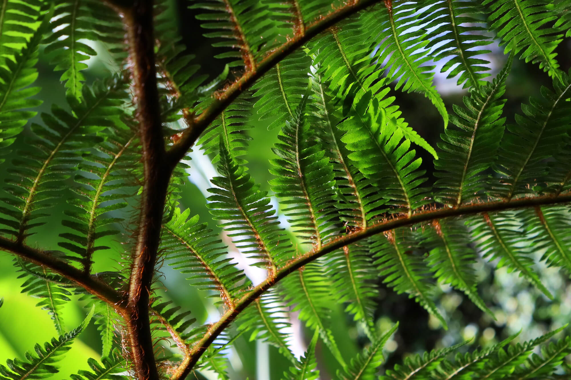 Up-close of fern leaves and stems.