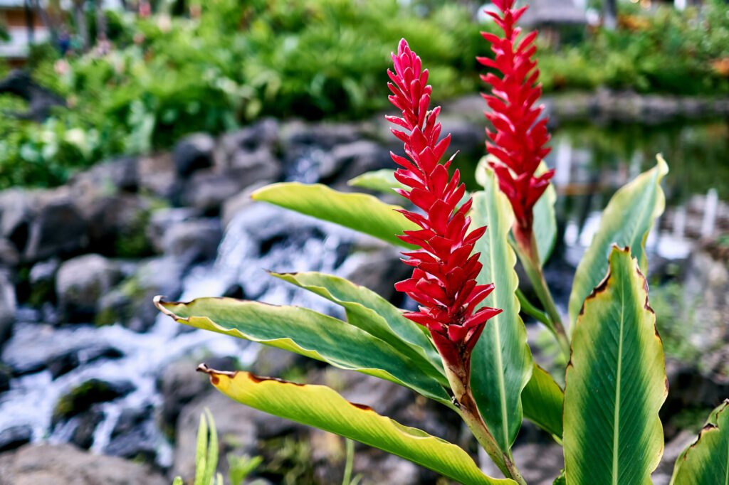 Ginger plant in front of waterfall.