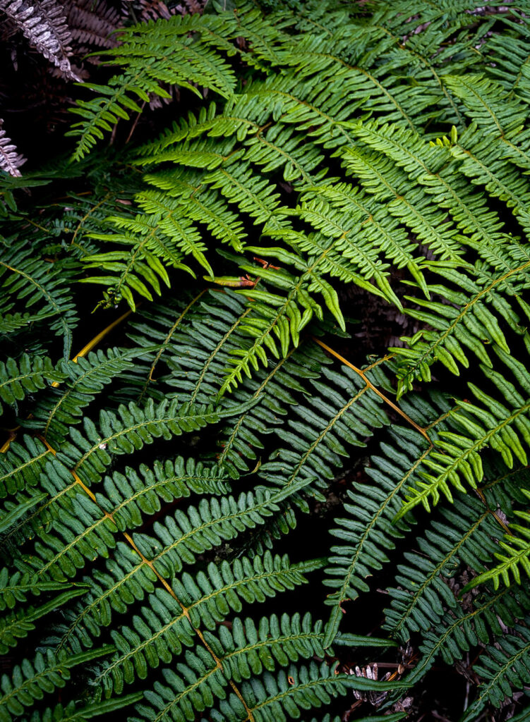 Green ferns in nature.
