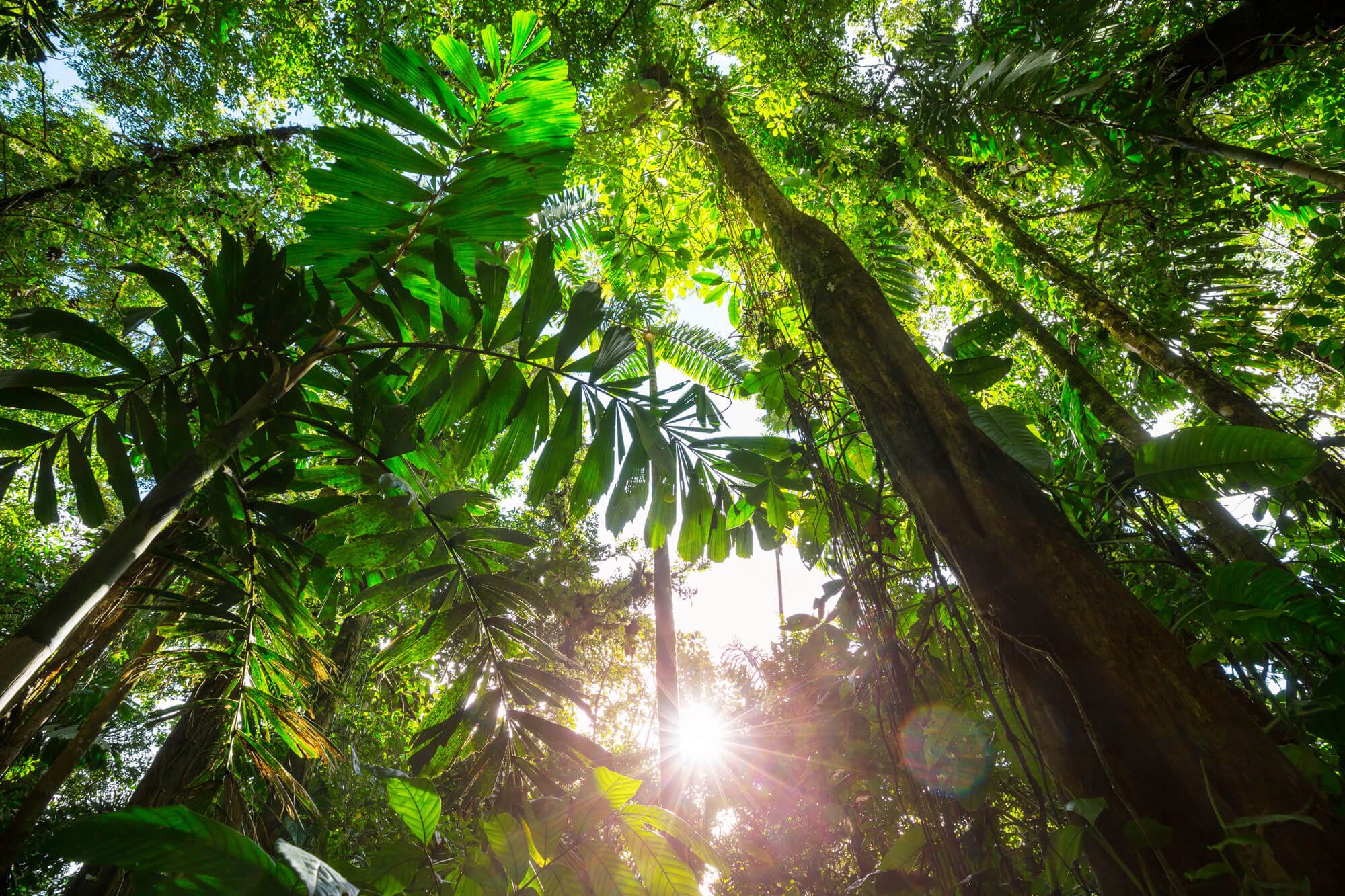Upward view of jungle in Costa Rica.