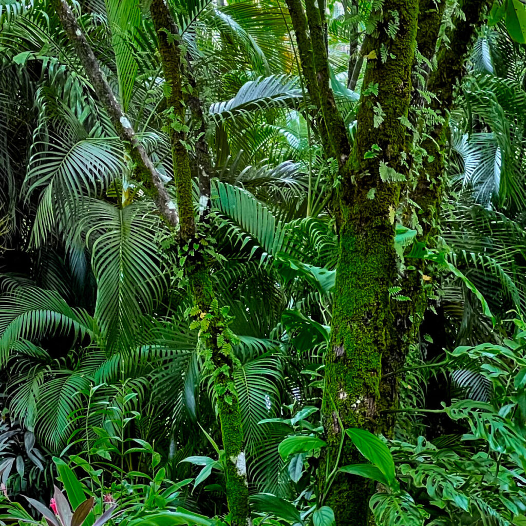Palms and plants in rainforest jungle.