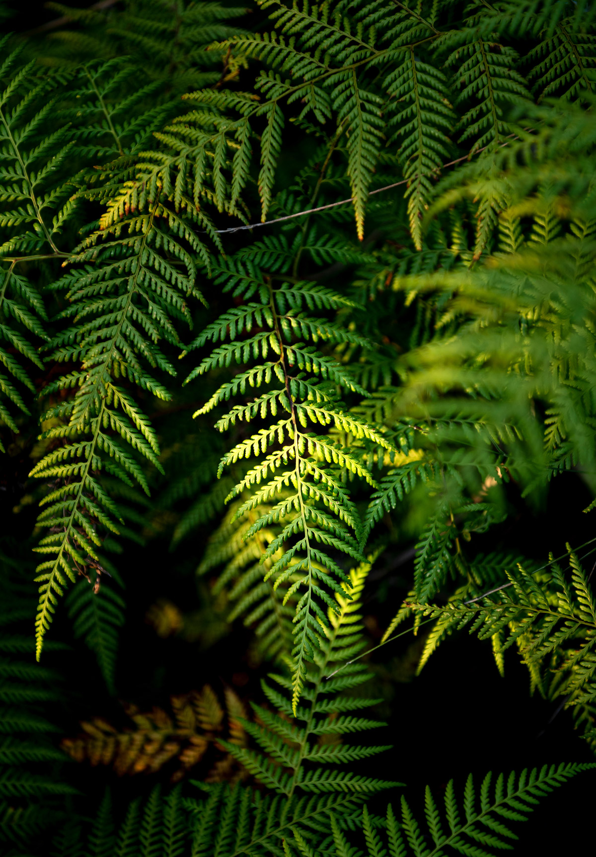 Fern leaves in dappled light.