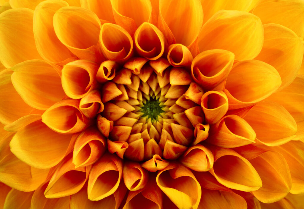 Yellow-Orange chrysanthemum flower.