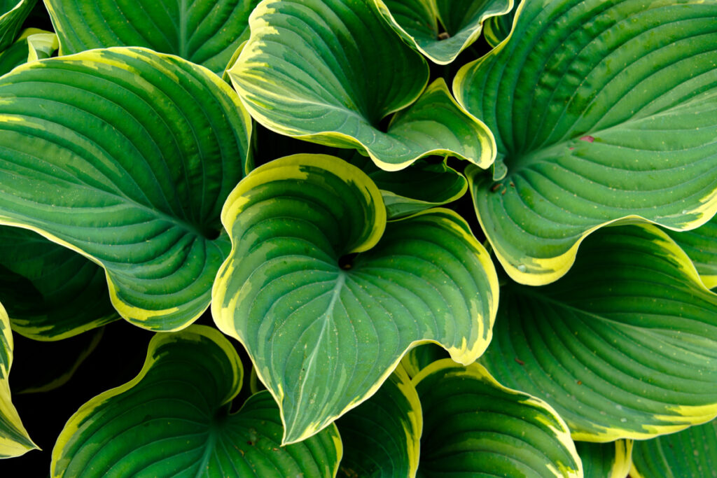 Green and yellow leaves of a hosta plant.