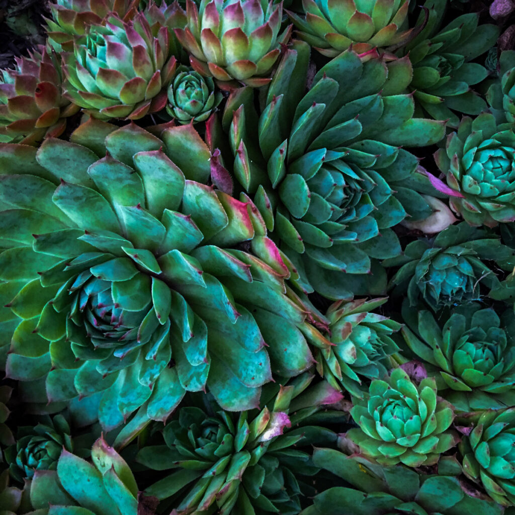 Group of succulent plants.